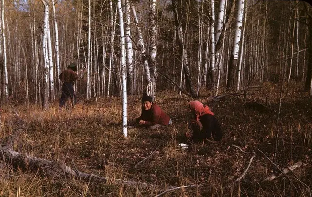 Picking cranberries in the birch woods